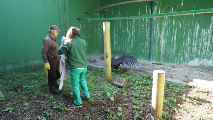El animal se recuperó rápidamente en el centro de O Veral