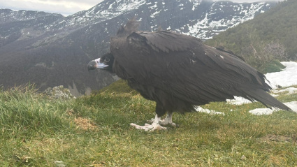 El buitre fue liberado hace solo unos días en Os Ancares