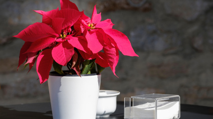 Flor de Pascua; Euphorbia pulcherrima; en maceta sobre mesa con servilletas y soporte