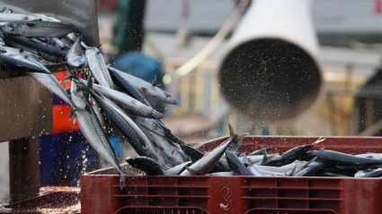 Descarga de verdel en los puertos vascos