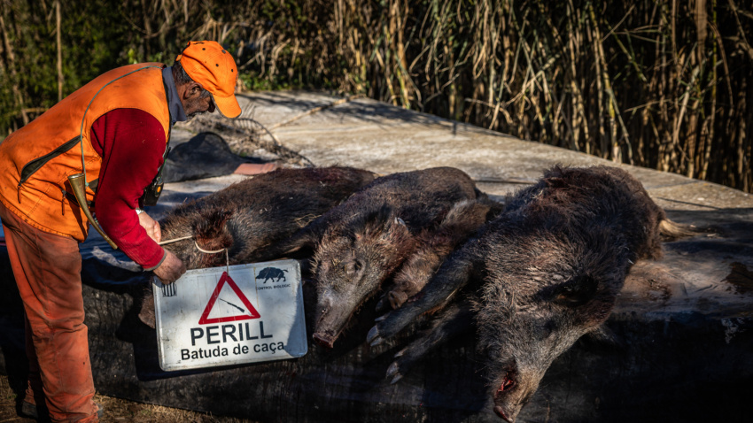 Un experto avisa por la peste porcina: "Es probable que se detecten más casos en jabalíes de Collserola"