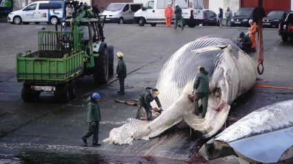 Maniobras para sacar una ballena varada del puerto de Oza (A Coruña)