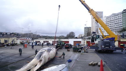 Maniobras para retirar una ballena varada en el puerto de Oza (A Coruña)