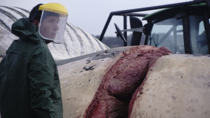 Maniobras para sacar una ballena varada del puerto de Oza (A Coruña)