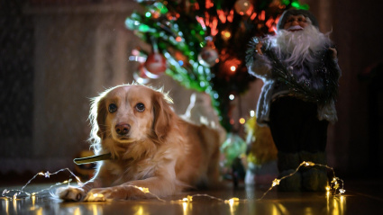 Un perro, junto a una figura de Papá Noel, con un árbol de Navidad de fondo