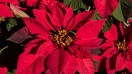 Este popular símbolo de la Navidad es en realidad un arbusto muy resistente que puede volver a lucir su espectacular color rojo
