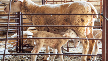 Oveja con cordero lechal