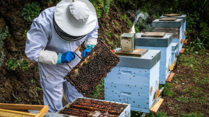 Antonio Quesada, presidente de Apigranca