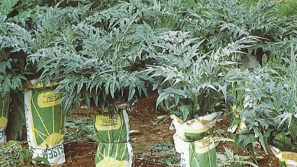 Cardos en la huerta riojana