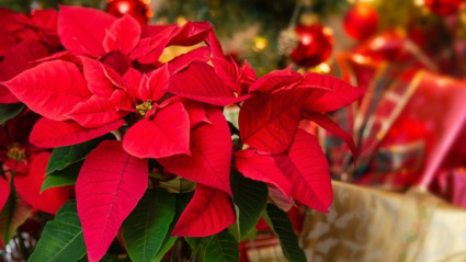 Flor de Pascua, un adorno navideño en las mesas españolas