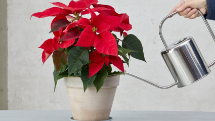 El riego es un fáctor muy importante