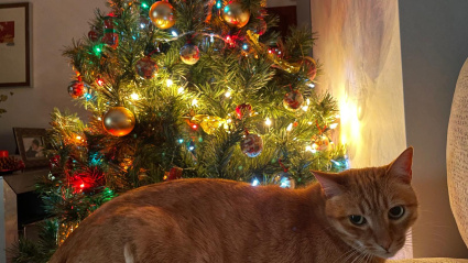 Los animales conviven estos días con adornos navideños y plantas como la Flor de Pascua