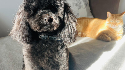 Perros y gatos pueden verse afectados