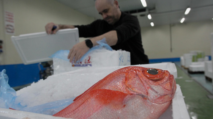 Un besugo en la lonja de Burela