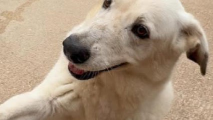 Perro que cuida el refugio canino de Asproan