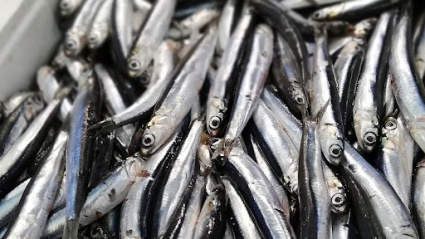 2025 ha sido un buen año para la anchoa del Cantábrico