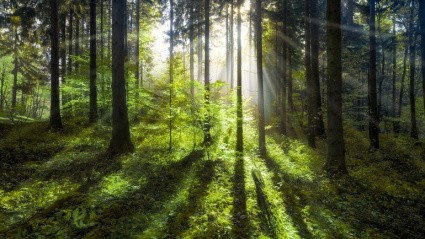 Neiker estudia la adaptación de los bosques al cambio climático