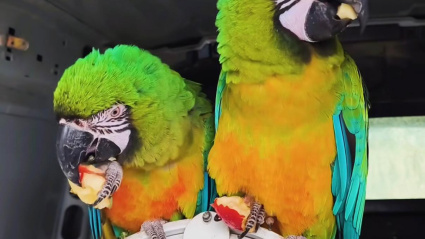 Instagram Elchicodelasaves