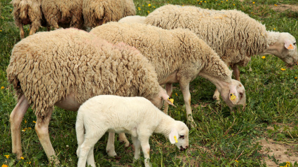Ovejas y corderos. L'Espluga Calba (Lleida) Cataluña