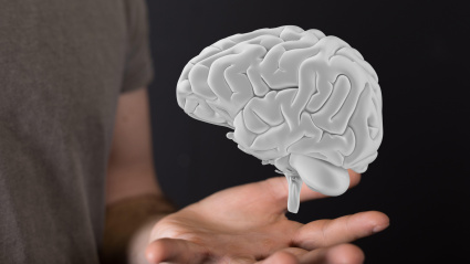 ¿Qué relación hay entre el cerebro y la gramática?