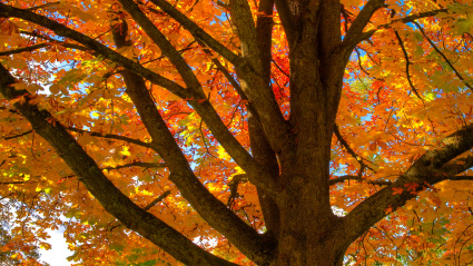 Primer plano de un árbol de arce roja