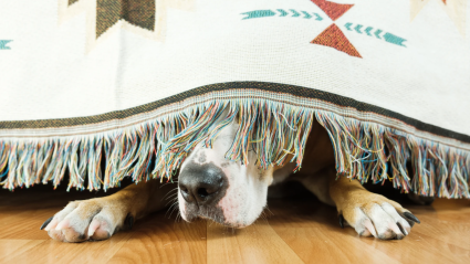 Perro asustado bajo la cama
