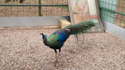 Hormilleja, el hogar para los pavos reales