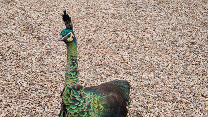 Pavos reales que siguen en Hormilleja