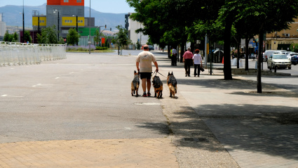 Un jubilado alemán pasea perros en Granada