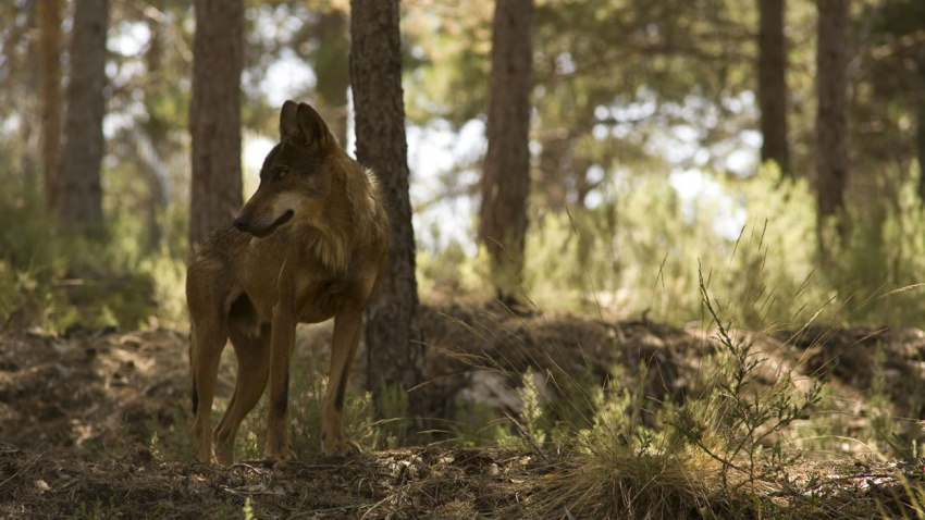 Centro del Lobo de Sanabria