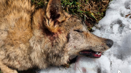 ASCEL denuncia muerte lobo por disparo en Palencia