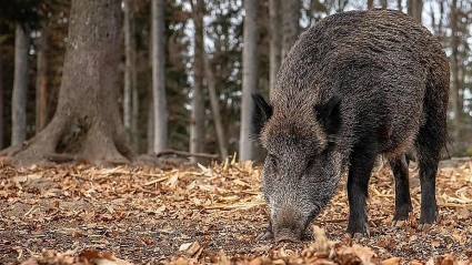 Un jabalí