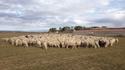 Rebaño de Luis Casajús en el sur de Huesca para paliar las bajas temperaturas