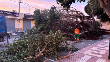 Operarios realizando los trabajos de tala