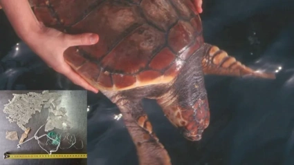 Fotografía cedida por el CEMMA