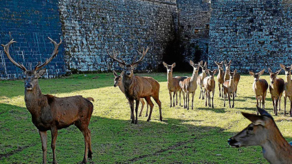 Ciervos en el foso