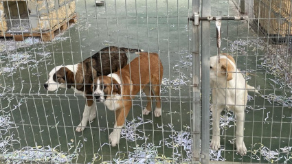 Animales en el albergue