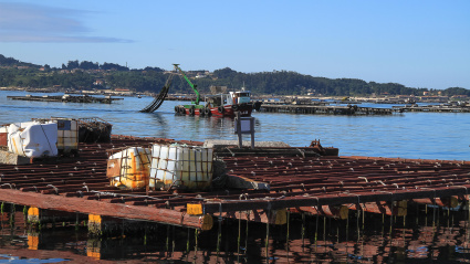 Cultivo de mejillón en las rías de Galicia