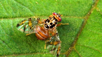 Mosca de la fruta