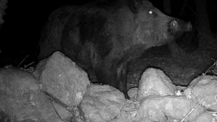 Imagen nocturna de un jabalí en el monte