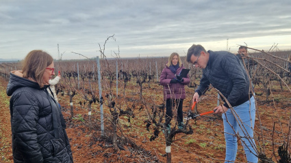 La consejera de Agricultura en funciones observa a uno de los podadores