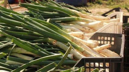 Los calçots son un producto típico catalán y una de las estrellas de su gastronomía.
