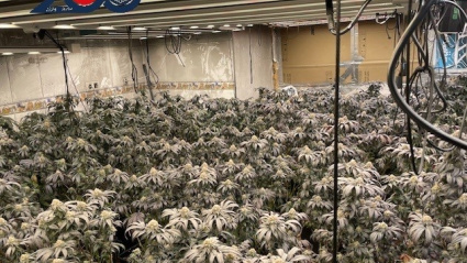 Otras de las plantaciones