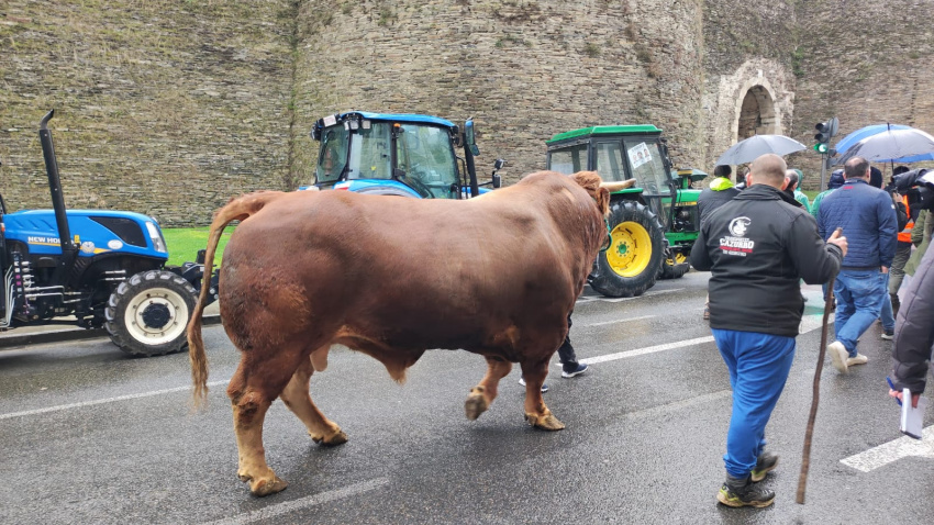 Buey por las calles de lugo