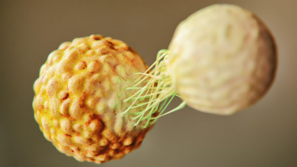 Representación en 3D de una célula T atacando una célula cancerosa.