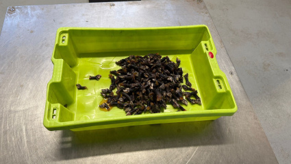 Una imagen de los percebes incautados a los dos furtivos.