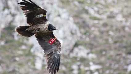 Ejemplar de quebrantahuesos volando en los Picos de Europa