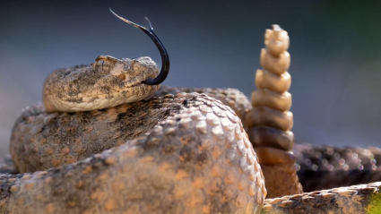 Cascabel tigre (Crotalus tigris). Foto de Aitor Aristregui