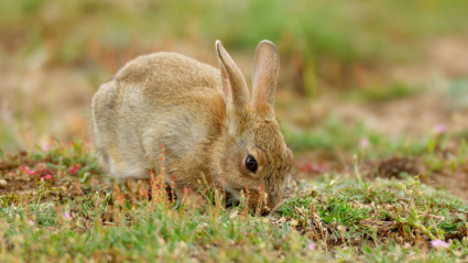 Un conejo entrando en su madriguera