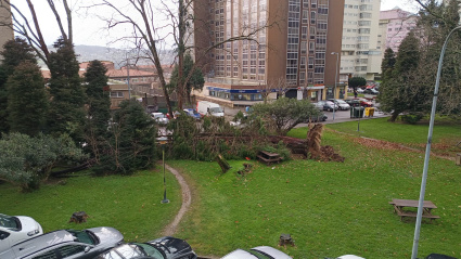 Un árbol caído en Caranza